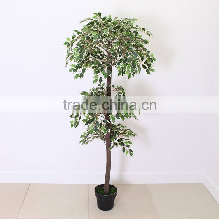 artificial indoor ficus tree