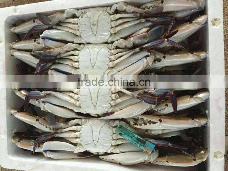 Frozen Blue Swimming Crab for hot sale