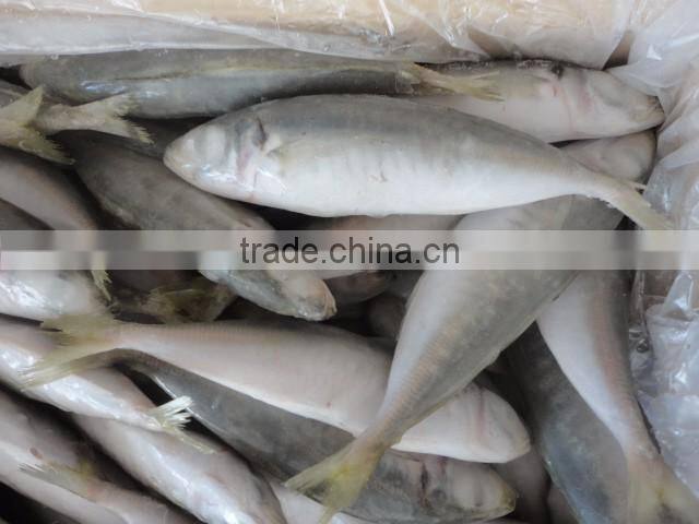 Frozen IQF Horse Mackerel
