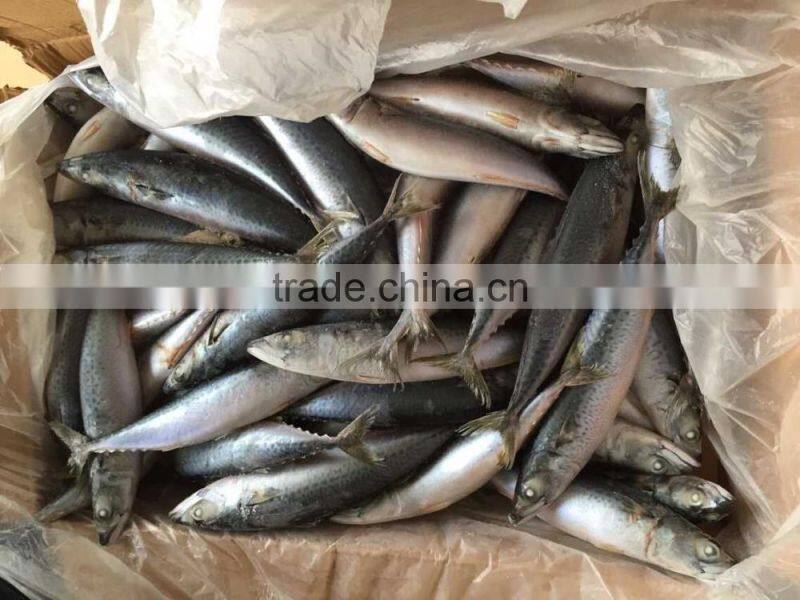 pacific mackerel 250-300g seafrozen 2015