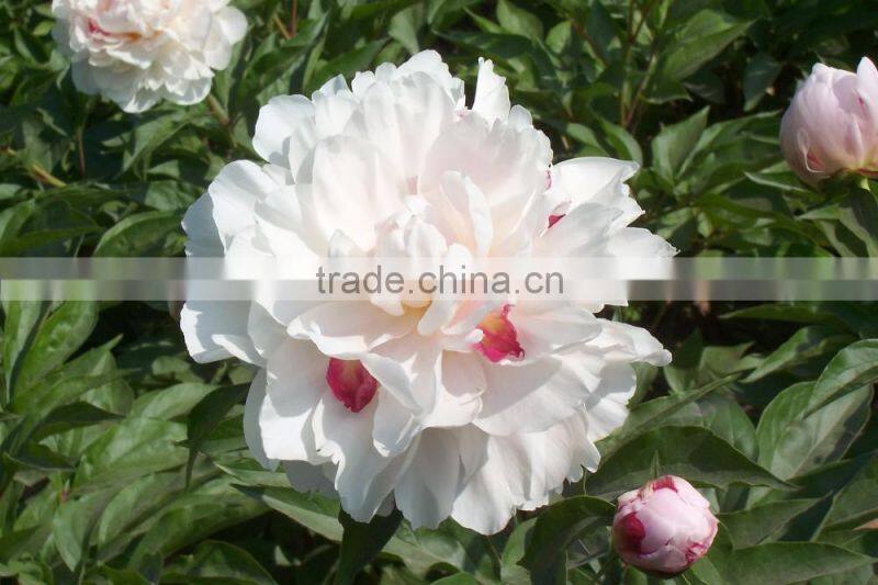 MY TEST Herbaceous Peony Plant Root