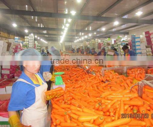 Chinese New carrot/Frozen Red Carrots for sale