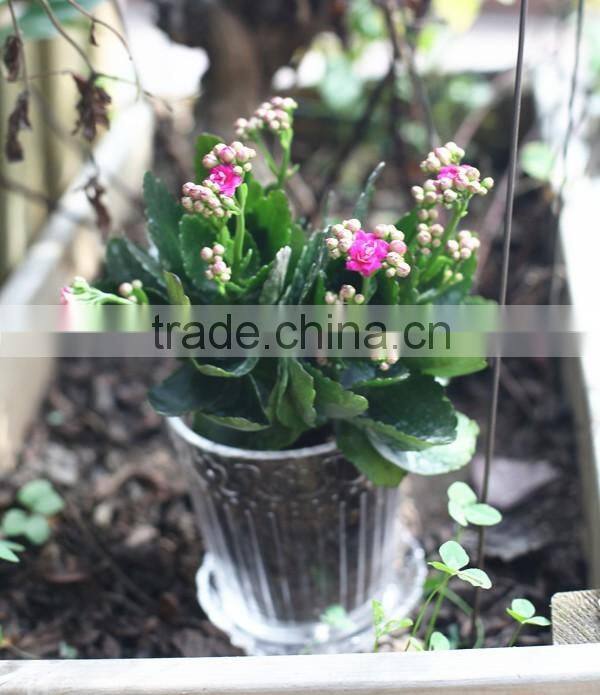 natural transparent decorative indoor flower pots with tray