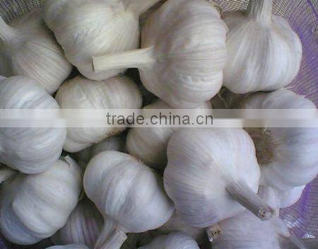 Chinese Fresh White Galic