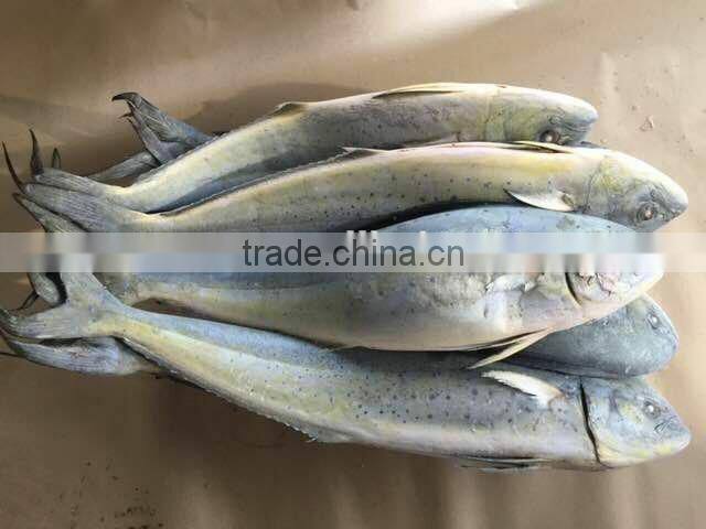 seafrozen whole round mahi mahi fish exporter for sale