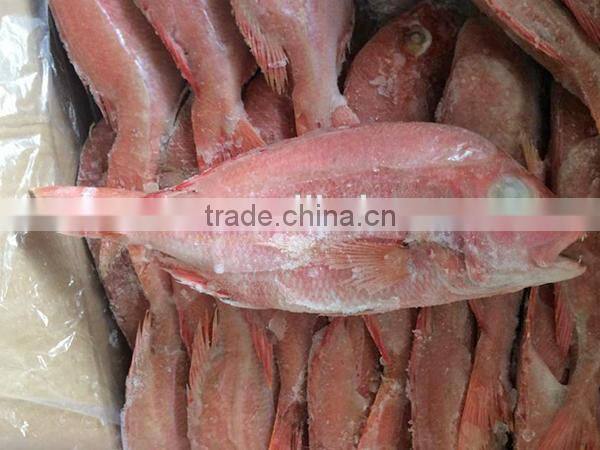 wholesale new frozen fresh red snapper fish