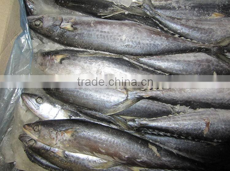 fresh steak mackerel frozen king fish