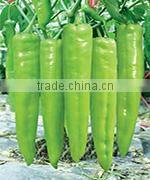 CU05 No.903 f1 hybrid smooth cucumber seeds in vegetable seeds