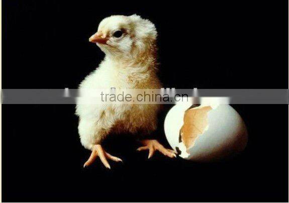 complete poultry farming equipment egg incubator