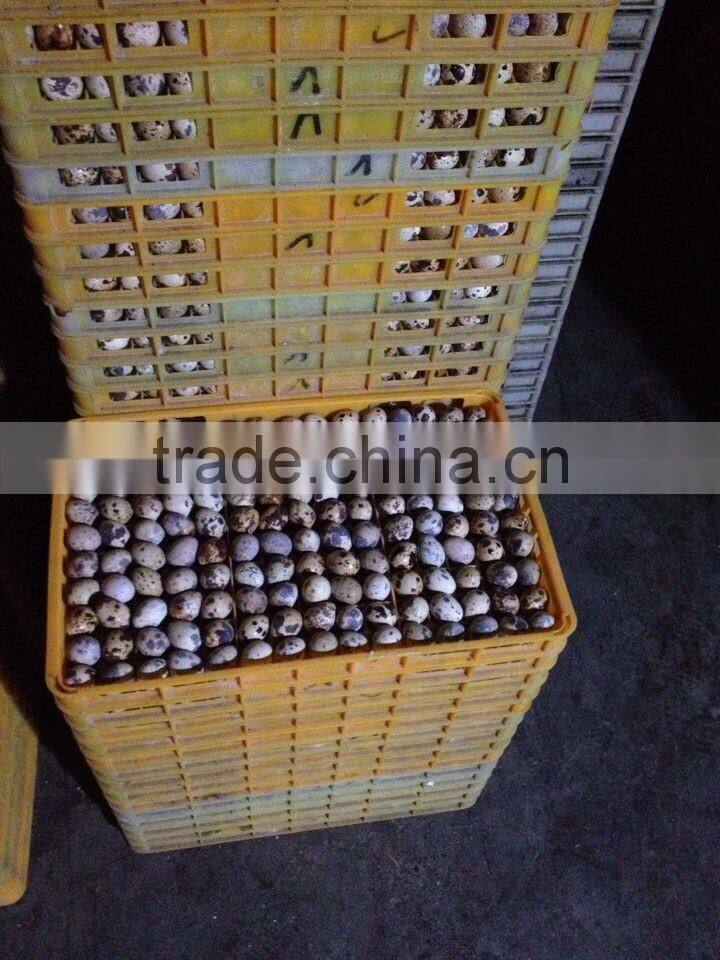 high quality quail eggs plastic tray for transportation
