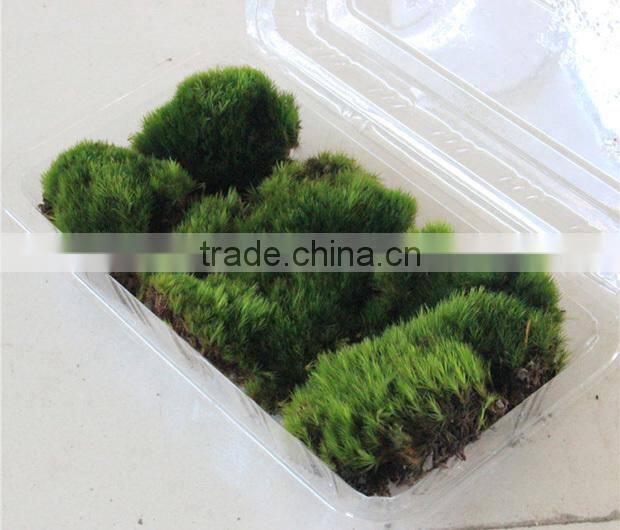 DIY accessories natural green micro landscape decorative moss