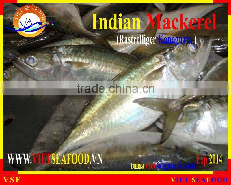 FROZEN W/R INDIAN MACKEREL