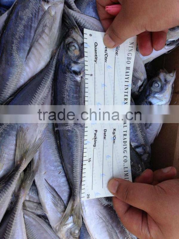 Seafrozen horse mackerel 20cm+
