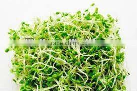 Automatic Bean Sprout Machine JL260A-Bean Sprouting Machine