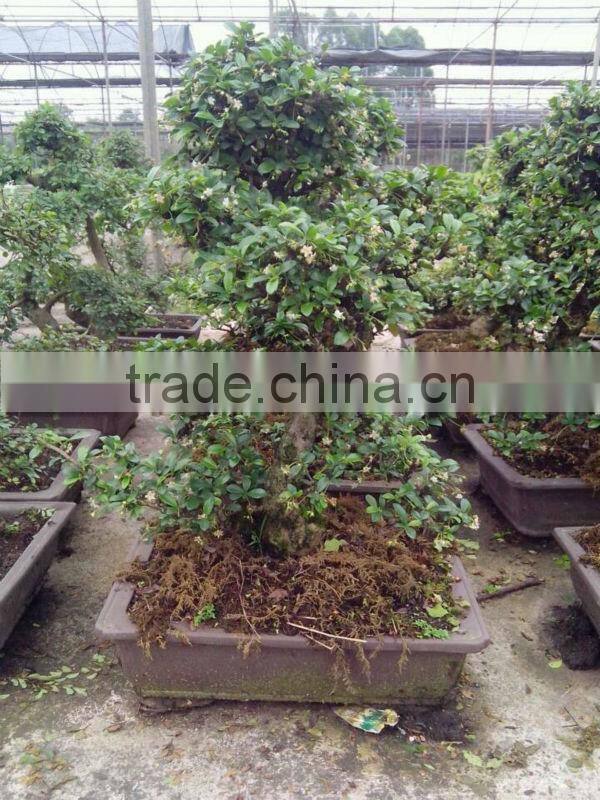 Carmona Microphylla bosnai