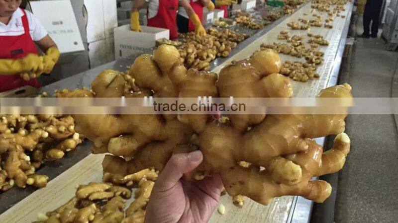 new crops Chinese fresh ginger from professional factory