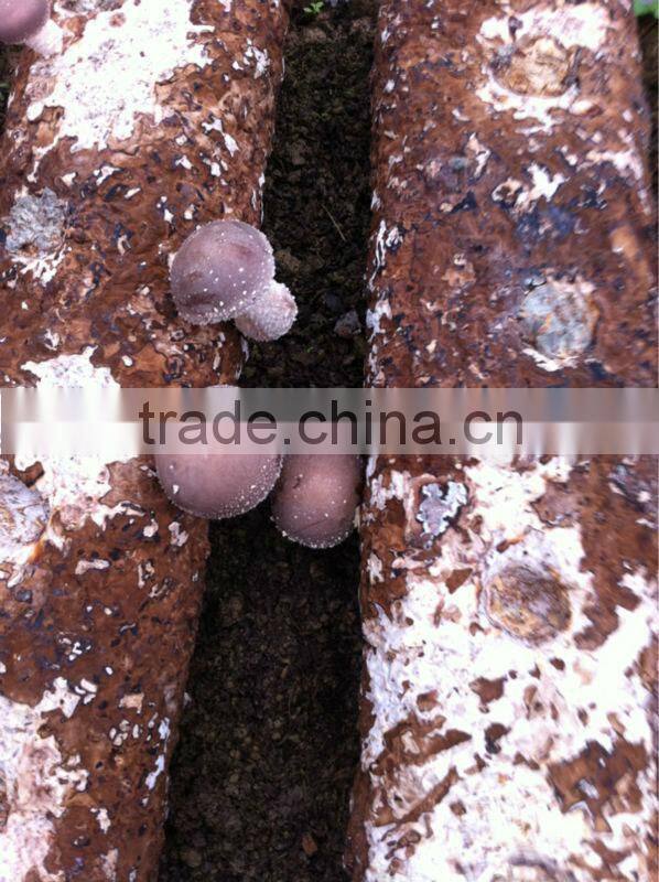 Fresh shiitake mushroom