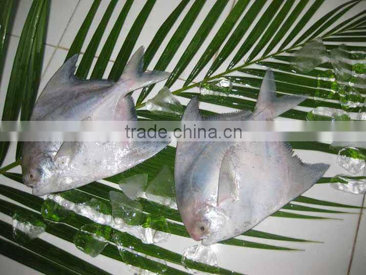 white pomfret,silver pomfret