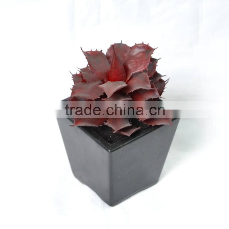 Noble Succulent Plant in a square black Pot