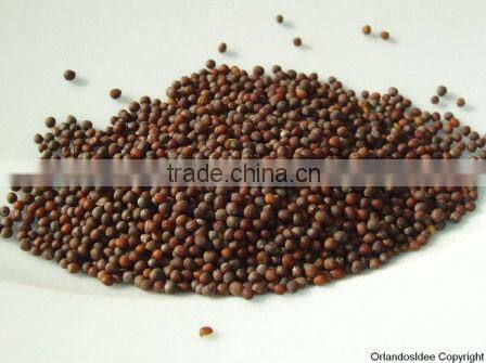 Mustard seeds supplier