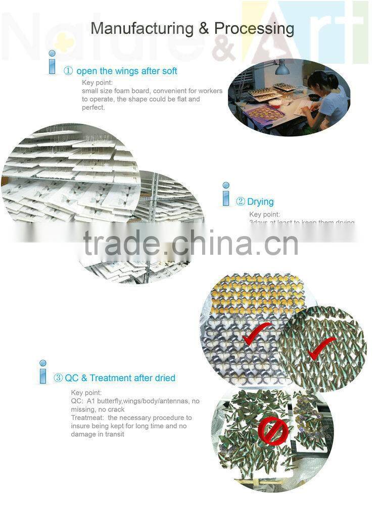 FOUSEN(011) Nature& Art natural real dried butterfly unique table frame