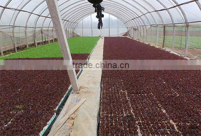 chinese brands cabbage fresh green cabbage sour cabbage