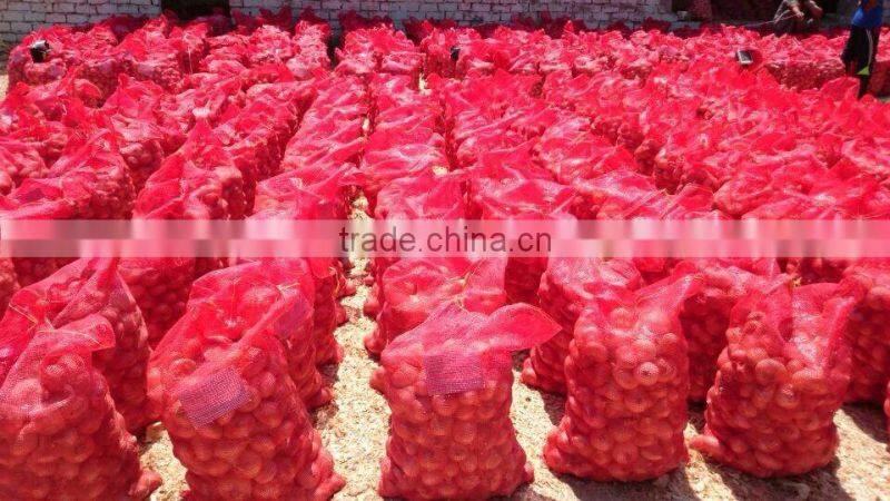 fresh onion from egypt high quality