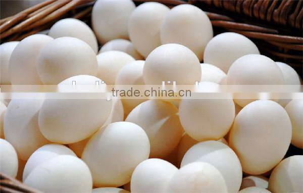 Water recycle fresh egg cleaning machine 0086-15037185761