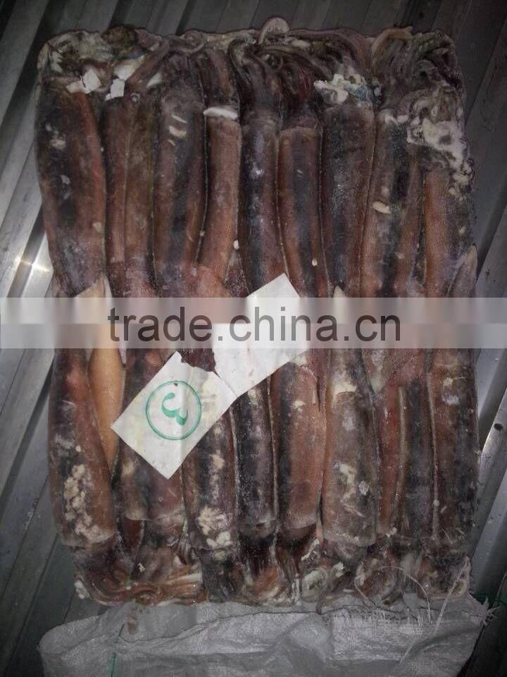 150-200g Frozen Illex squid