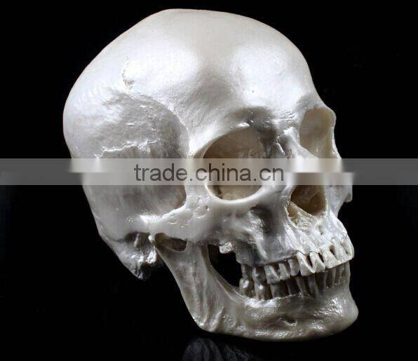 Human Resin Skull Model for Halloween