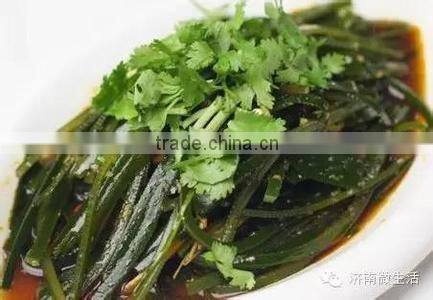 2016saled Chinese seafood of dried kelp,dry kelp seaweed cut
