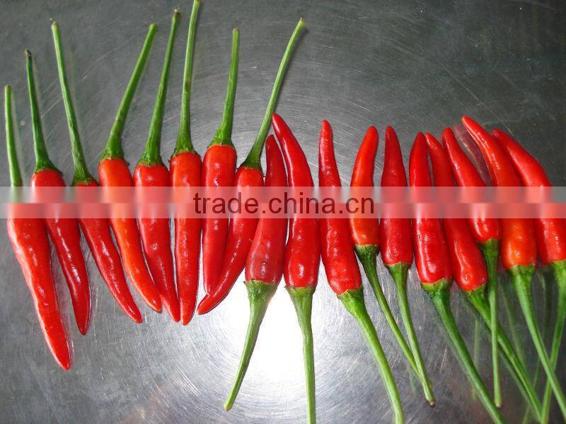 Fresh Red Chilli/ Viet Nam Red Chilli