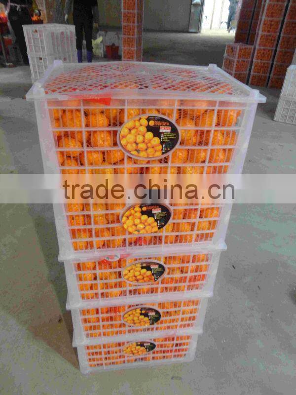 citrus fruit baby mandarin orange