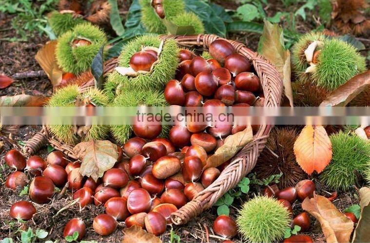 cheap new fresh chestnut with better service