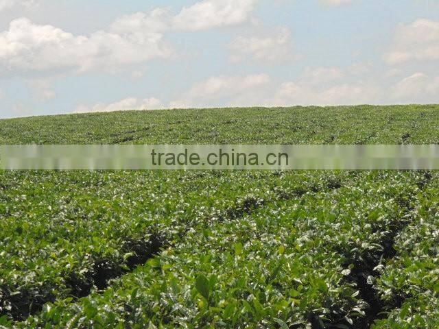 Moc Chau Son La OP green tea