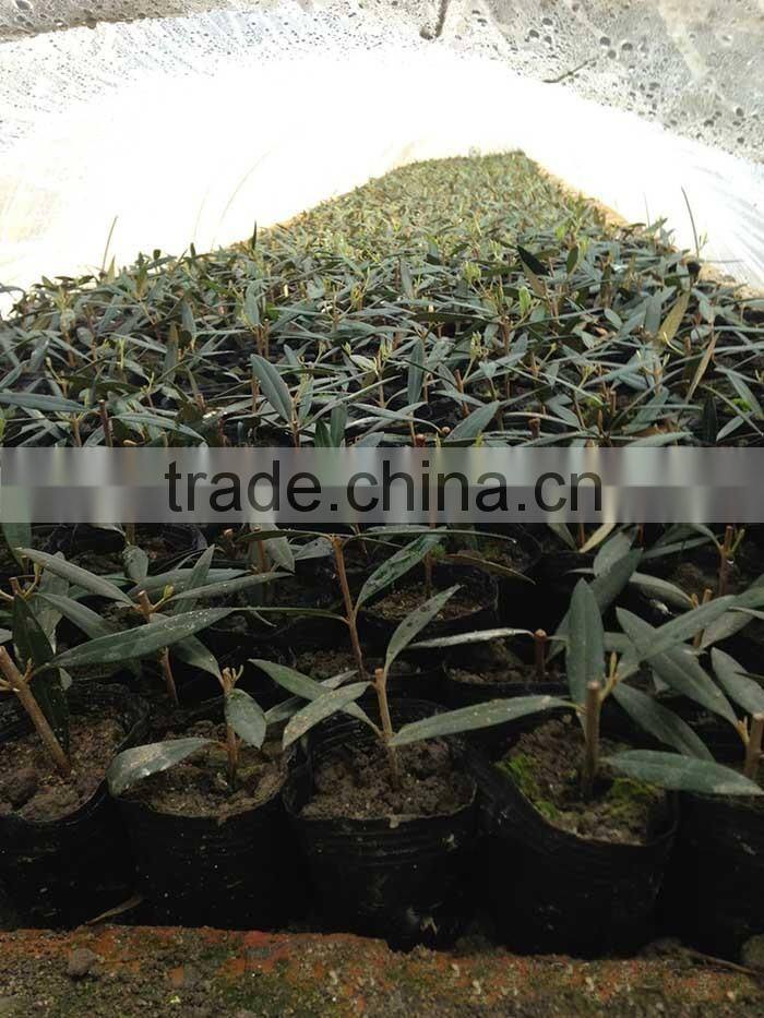olive tree seedling