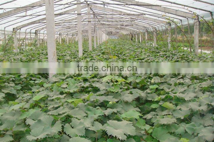 Easy survival putao shu:The grape seedling