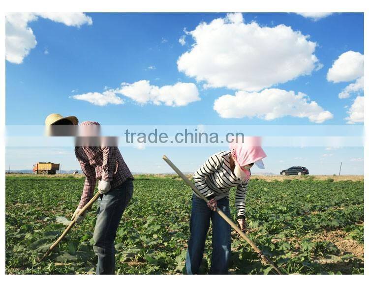 shelled and roasted Chinese green pumpkin seed kernels New Crop