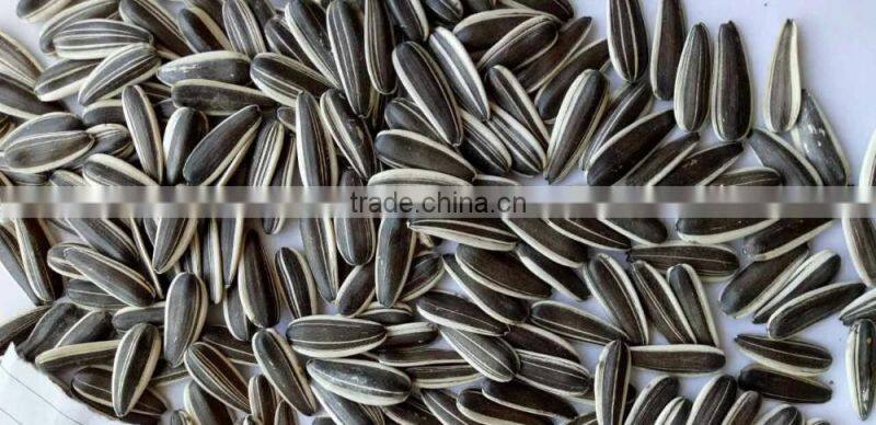 2016 new crop sunflower seeds 601