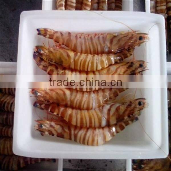 New fired frozen breaded raw fresh water shrimp in good quality
