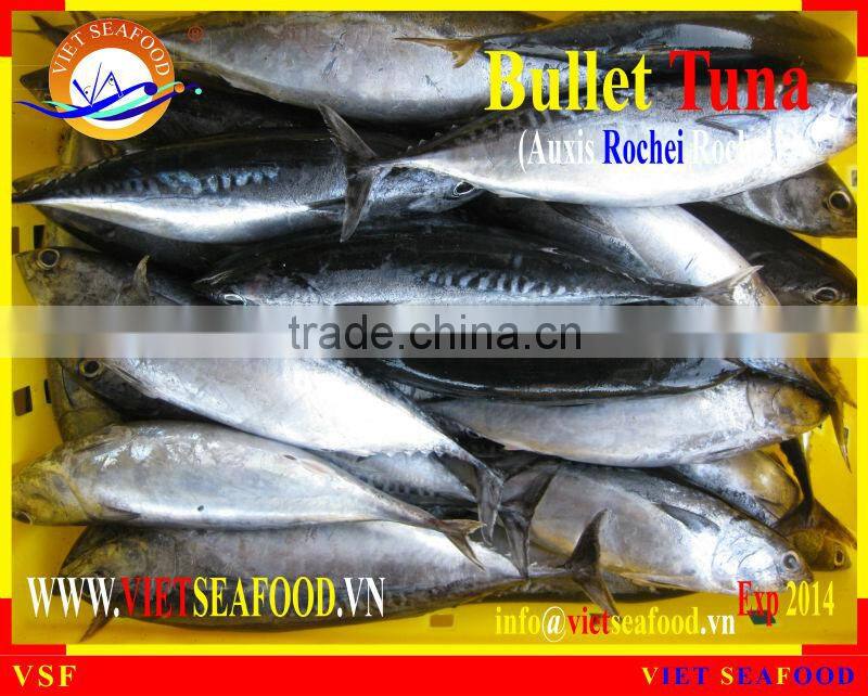 FROZEN BULLET TUNA W/R