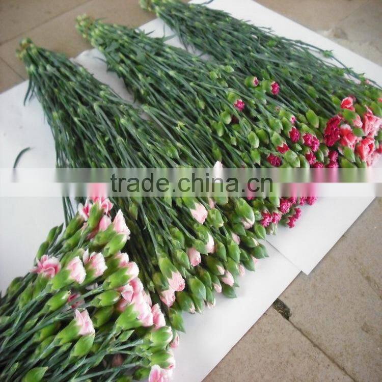 Elegant in smell factory direct high quality flower carnation
