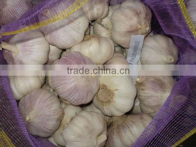 JInxiang China Fesh Pretty Garlic