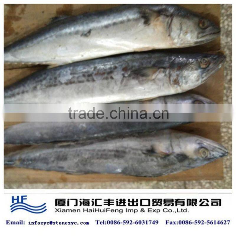 best frozen catfish from China