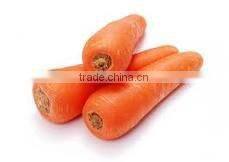 wholesale carrot
