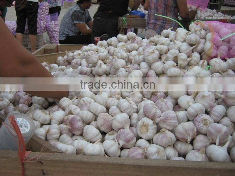 Pure white garlic (snow white garlic, super white garlic)