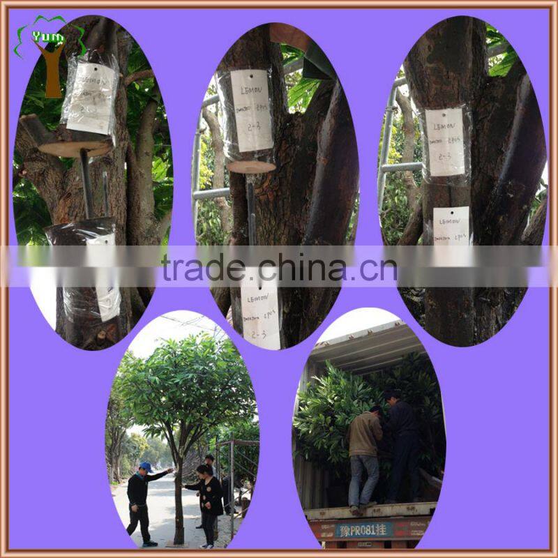 Classical artificial ficus tree hot sale