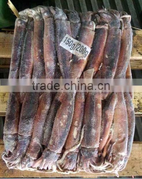 Frozen Illex Squid