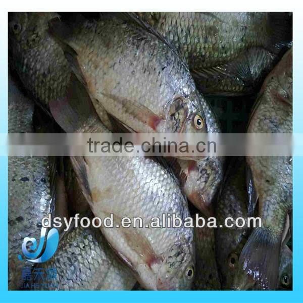 Frozen Small Black Tilapia Fish