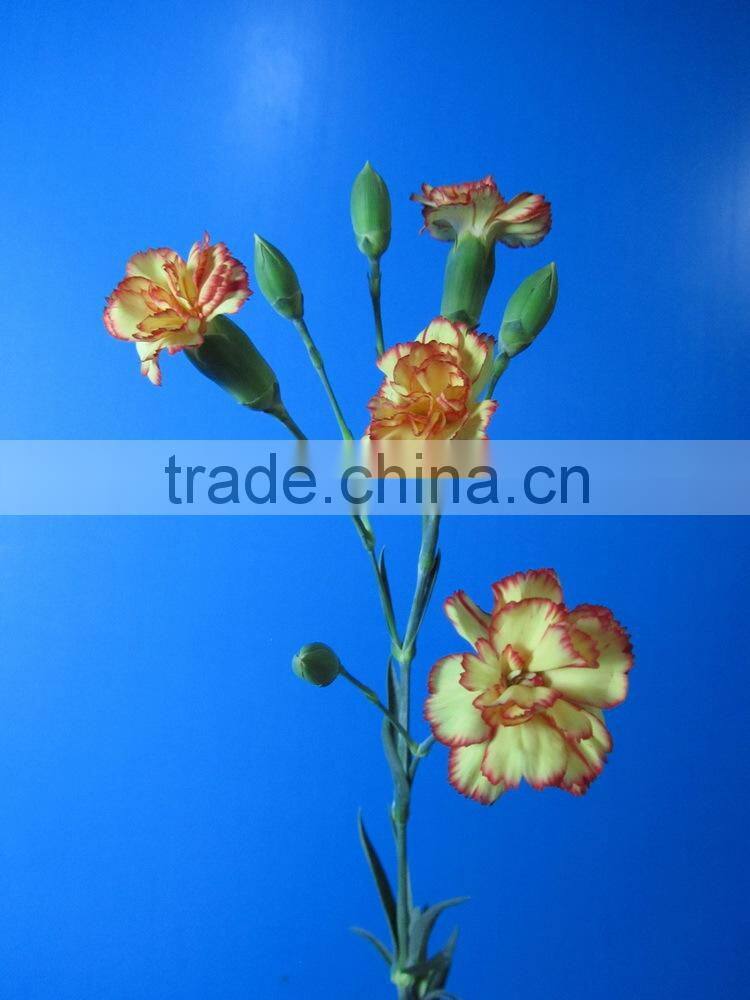 Most popular promotional flowers bouquet carnation